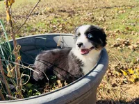 Cookie , a female Miniature Australian Shepherd for sale in Lawrenceville, GA – 4 of 4