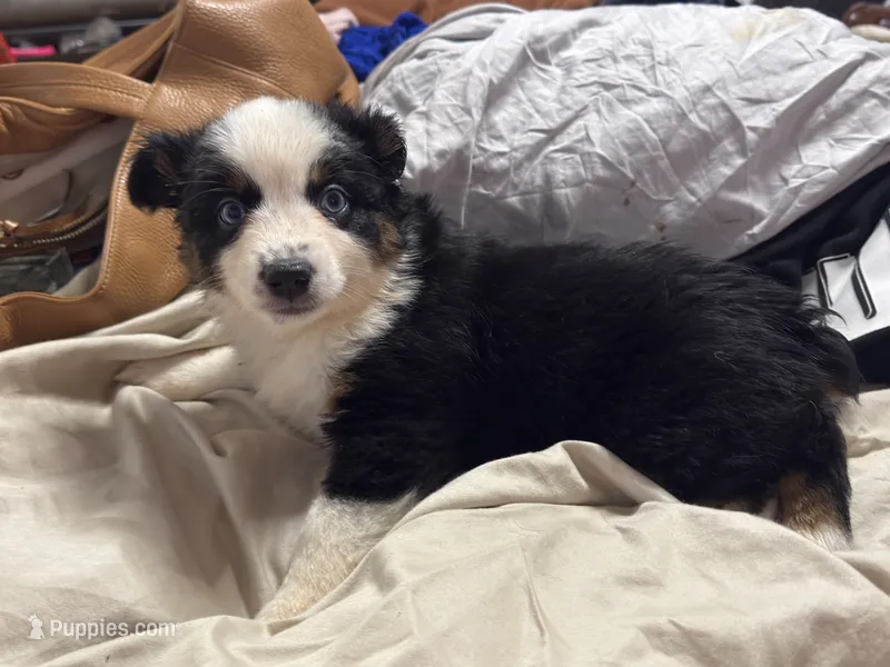 Cutie  – Miniature Australian Shepherd puppy for sale in Lawrenceville, GA