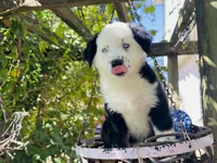 Jacky , a female Miniature Australian Shepherd for sale in Lawrenceville, GA – 2 of 10