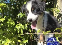 Cutie , a female Miniature Australian Shepherd for sale in Lawrenceville, GA – 6 of 10