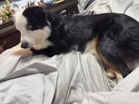 Oreo, a female Miniature Australian Shepherd for sale in Lawrenceville, GA – 5 of 5