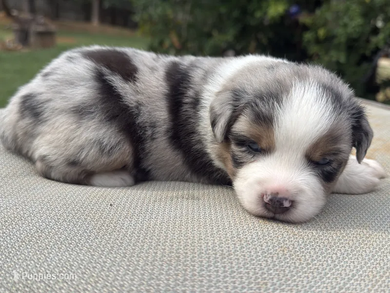 Bobby – Miniature Australian Shepherd puppy for sale in Lawrenceville, GA