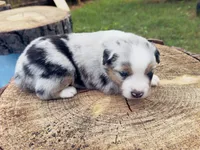 Teddy , a male Miniature Australian Shepherd for sale in Lawrenceville, GA – 4 of 5
