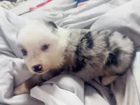 Ash, a female Miniature Australian Shepherd for sale in Lawrenceville, GA – 2 of 2