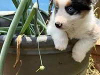 Gigo, a  Miniature Australian Shepherd for sale in Lawrenceville, GA – 3 of 4