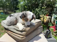 Gigo, a male Miniature Australian Shepherd for sale in Lawrenceville, GA – 4 of 4
