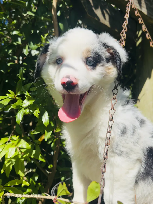 Spotty – Miniature Australian Shepherd puppy for sale in Lawrenceville, GA