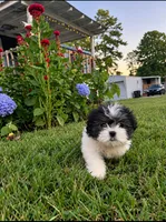 Suzy, a female Shih Tzu for sale in Lawrenceville, GA – 1 of 1