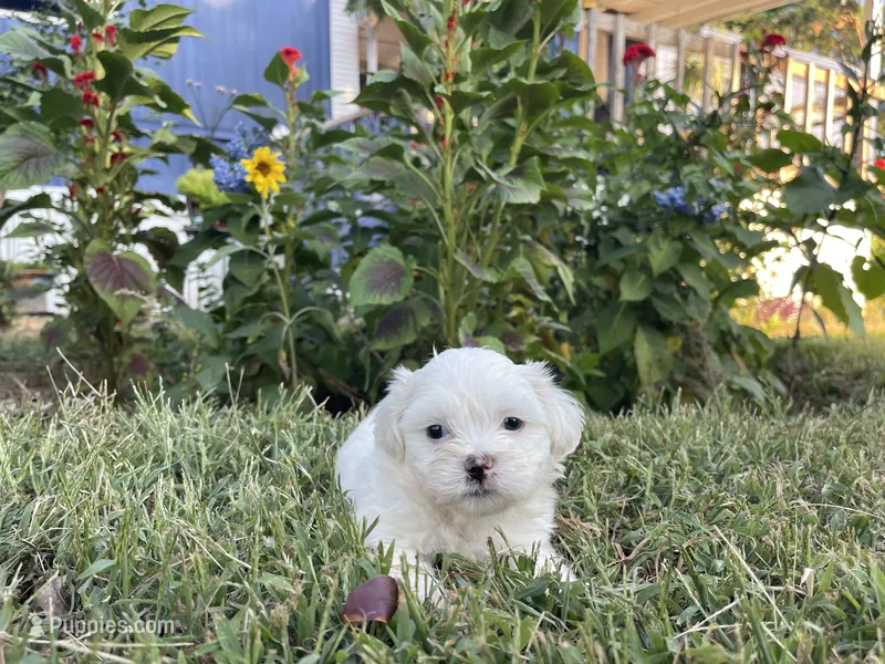 Lola – Maltese puppy for sale in Lawrenceville, GA