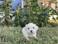 Lola, a female Maltese for sale in Lawrenceville, GA – 1 of 1