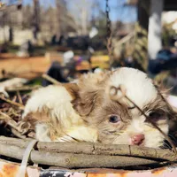 Cookie, a female Shih Tzu for sale in Lawrenceville, GA – 4 of 5