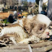 Cookie, a female Shih Tzu for sale in Lawrenceville, GA – 5 of 5