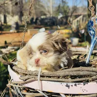 Cookie, a female Shih Tzu for sale in Lawrenceville, GA – 3 of 5