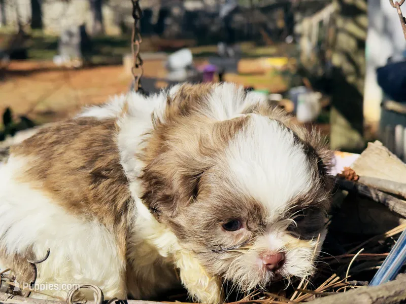Cookie – Shih Tzu puppy for sale in Lawrenceville, GA