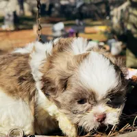 Cookie, a female Shih Tzu for sale in Lawrenceville, GA – 1 of 5