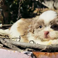 Cookie, a female Shih Tzu for sale in Lawrenceville, GA – 2 of 5