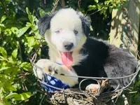 Jacky , a female Miniature Australian Shepherd for sale in Lawrenceville, GA – 8 of 10
