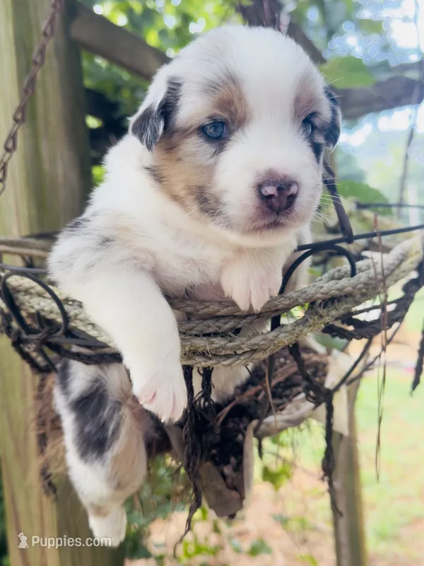 Teddy  – Miniature Australian Shepherd puppy for sale in Lawrenceville, GA