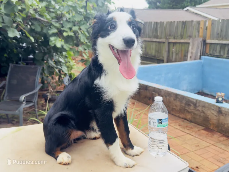 Oreo – Miniature Australian Shepherd puppy for sale in Lawrenceville, GA