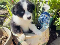 Cutie , a female Miniature Australian Shepherd for sale in Lawrenceville, GA – 10 of 10
