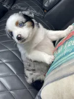 Giga, a female Australian Shepherd for sale in Lawrenceville, GA – 3 of 3