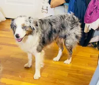 Ruby, a female Miniature Australian Shepherd for sale in Lawrenceville, GA – 3 of 3