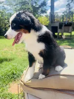 Oreo, a female Miniature Australian Shepherd for sale in Lawrenceville, GA – 3 of 3