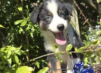 Cutie , a female Miniature Australian Shepherd for sale in Lawrenceville, GA – 4 of 10