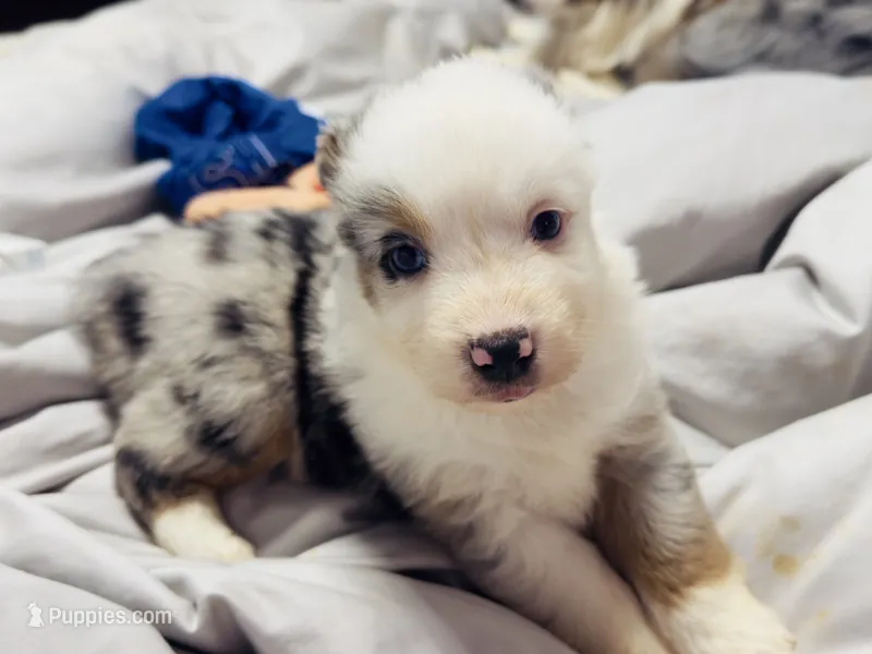 Ash – Miniature Australian Shepherd puppy for sale in Lawrenceville, GA