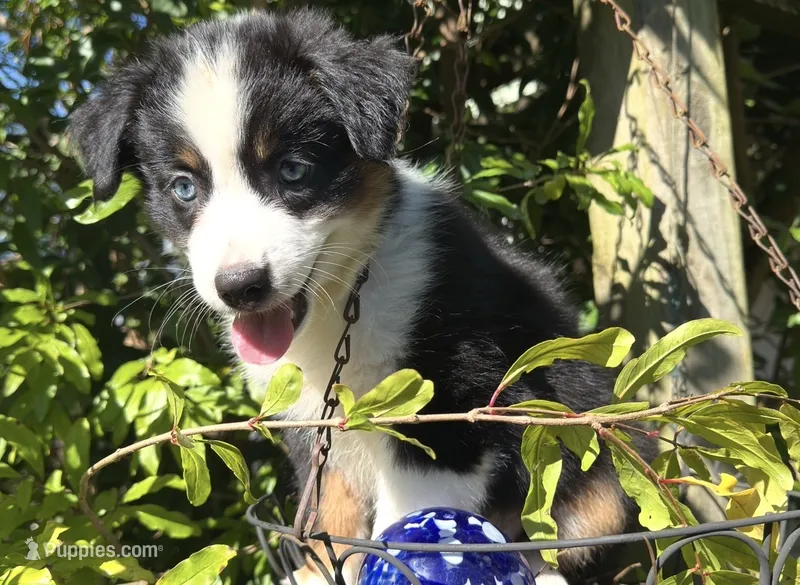 Cutie  – Miniature Australian Shepherd puppy for sale in Lawrenceville, GA
