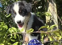 Cutie , a female Miniature Australian Shepherd for sale in Lawrenceville, GA – 1 of 10