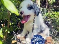 Spotty, a male Miniature Australian Shepherd for sale in Lawrenceville, GA – 5 of 8