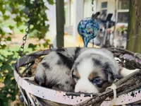 Bobby, a male Miniature Australian Shepherd for sale in Lawrenceville, GA – 4 of 4