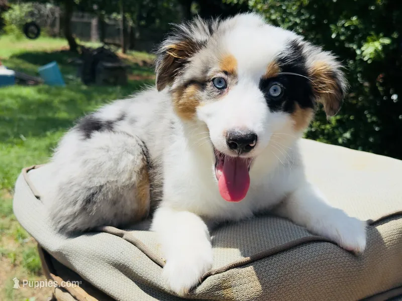Gigo – Miniature Australian Shepherd puppy for sale in Lawrenceville, GA
