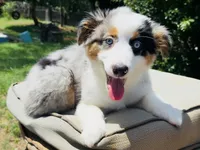 Gigo, a male Miniature Australian Shepherd for sale in Lawrenceville, GA – 1 of 4