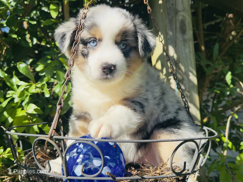 Bobby – Miniature Australian Shepherd puppy for sale in Lawrenceville, GA