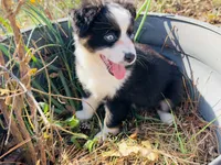 Cookie , a female Miniature Australian Shepherd for sale in Lawrenceville, GA – 1 of 4