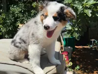 Gigo, a male Miniature Australian Shepherd for sale in Lawrenceville, GA – 3 of 4