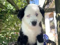 Jacky , a female Miniature Australian Shepherd for sale in Lawrenceville, GA – 5 of 10