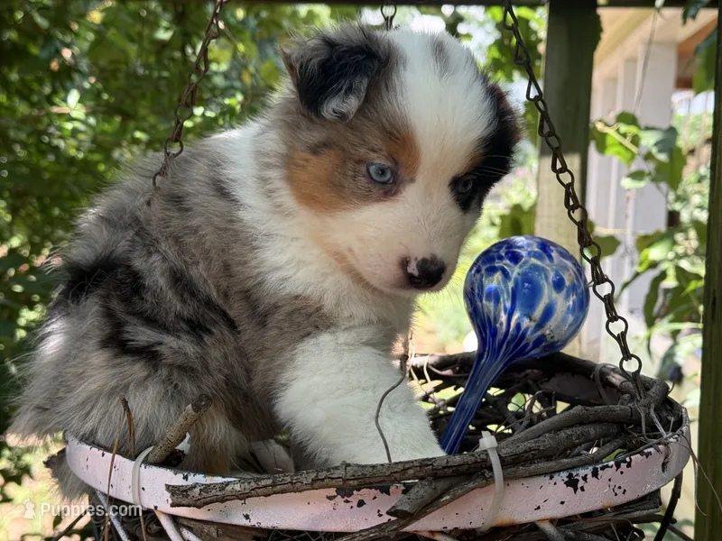 Gigo – Miniature Australian Shepherd puppy for sale in Lawrenceville, GA