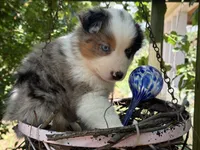 Gigo, a  Miniature Australian Shepherd for sale in Lawrenceville, GA – 1 of 4