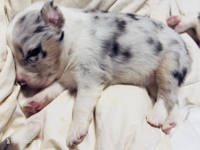 Mancha – Miniature Australian Shepherd puppy for sale in Lawrenceville, GA
