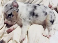 Mancha, a female Miniature Australian Shepherd for sale in Lawrenceville, GA – 1 of 1