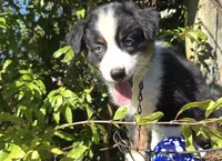 Cutie , a female Miniature Australian Shepherd for sale in Lawrenceville, GA – 3 of 10