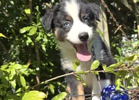 Cutie , a female Miniature Australian Shepherd for sale in Lawrenceville, GA – 2 of 10