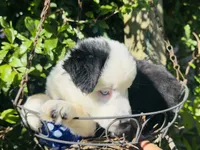 Jacky , a female Miniature Australian Shepherd for sale in Lawrenceville, GA – 10 of 10