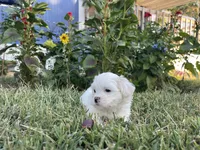 Coco , a male Maltese for sale in Lawrenceville, GA – 1 of 1