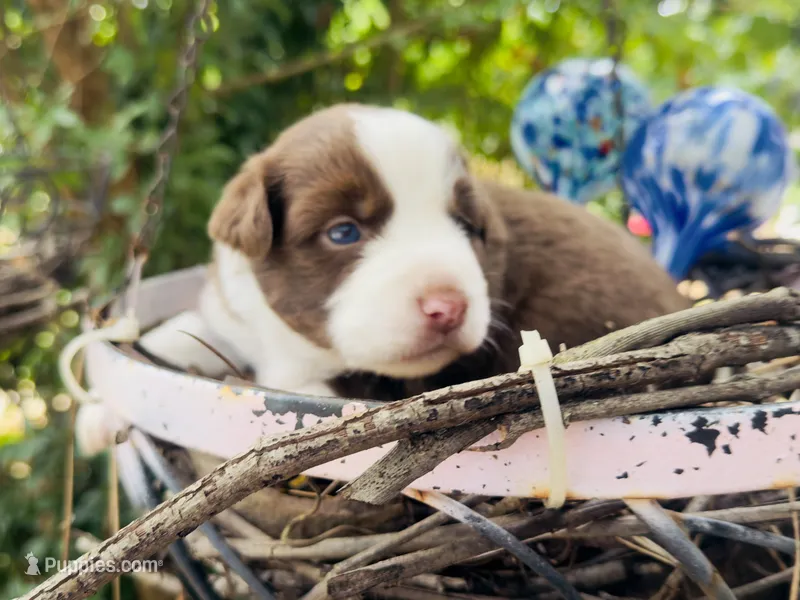 Ruby – Miniature Australian Shepherd puppy for sale in Lawrenceville, GA