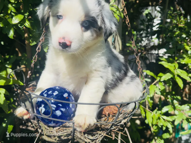 Spotty – Miniature Australian Shepherd puppy for sale in Lawrenceville, GA