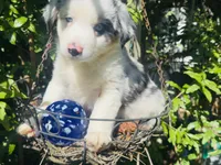Spotty, a male Miniature Australian Shepherd for sale in Lawrenceville, GA – 1 of 8